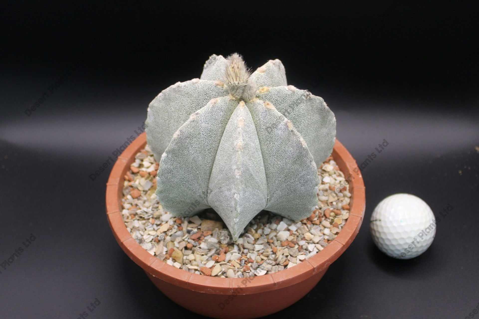 Astrophytum 'Cactusland' Hybrid – Mature, Old Specimen