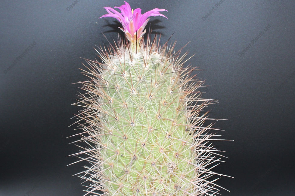 Thelocactus conotholos cactus showing full plant