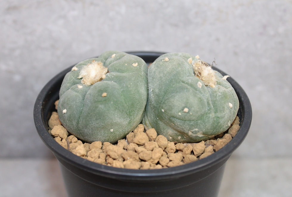 Thumbnail: Peyote Cactus (Lophophora fricii) – Double Head Live Plant