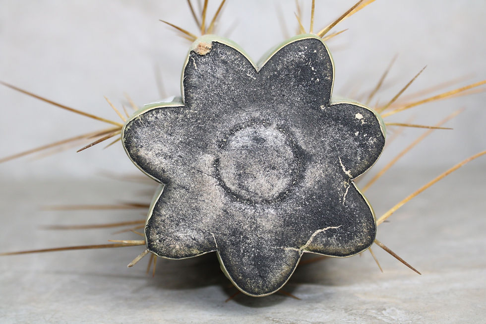 Thumbnail: Cactaceae Cactus for Sale - Trichocereus Peruvianus Cactus