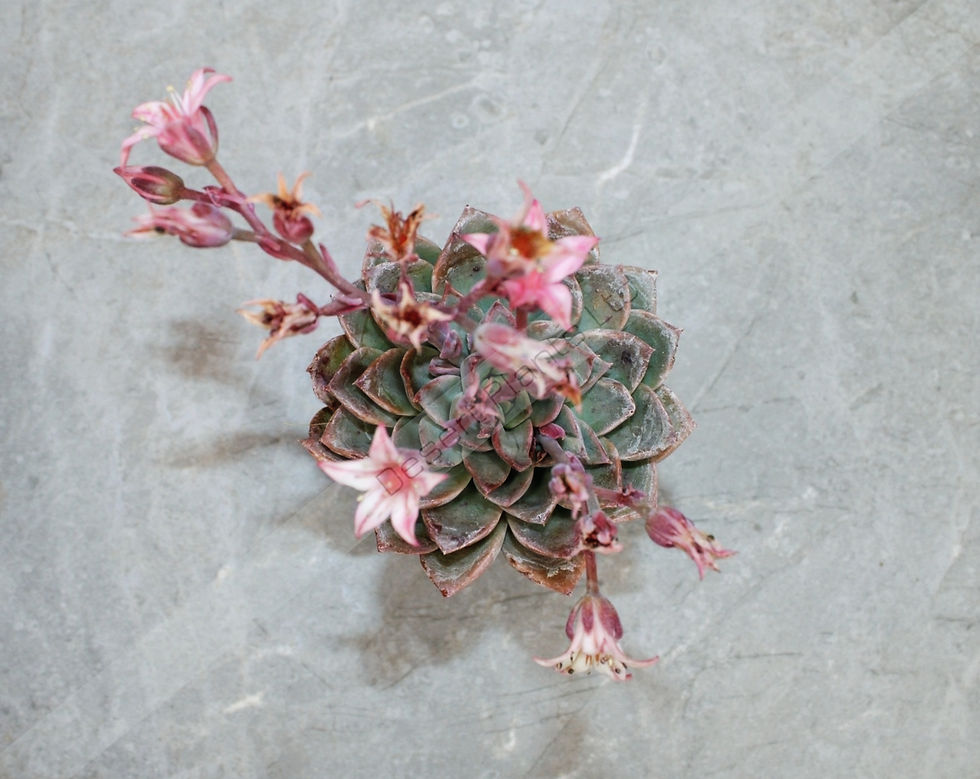 Thumbnail: Graptopetalum 'Lincoln Star Struck' hybrid