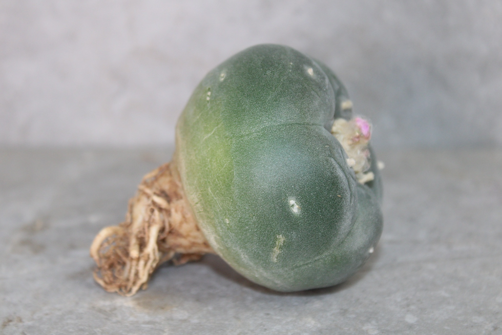 Thumbnail: Peyote Cactus (Lophophora fricii Ooibo x Ibo) – Live Plant 5–6cm – UK Seller