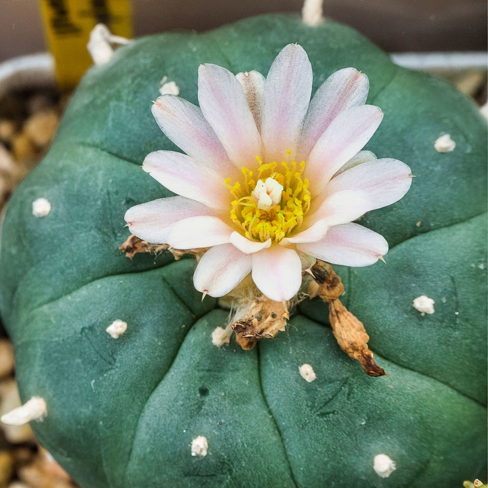 Peyote cactus seeds uk - Lophophora williamsii