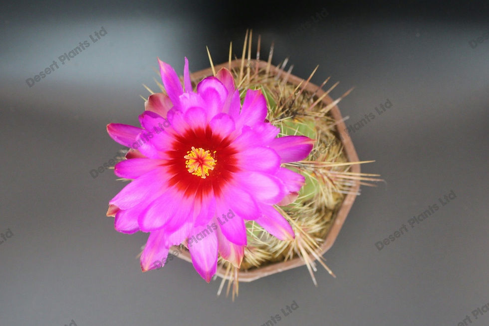 Thumbnail: Thelocactus bicolor v parras *