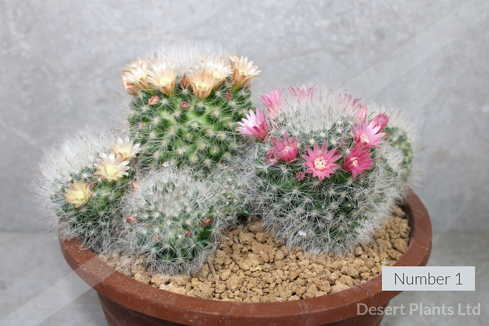 Thumbnail: Mammillaria bocasana