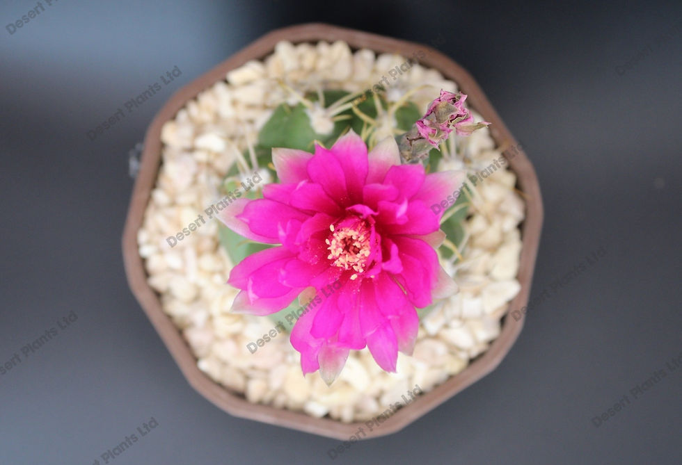 Thumbnail: Gymnocalycium denudatum Southfield pink *