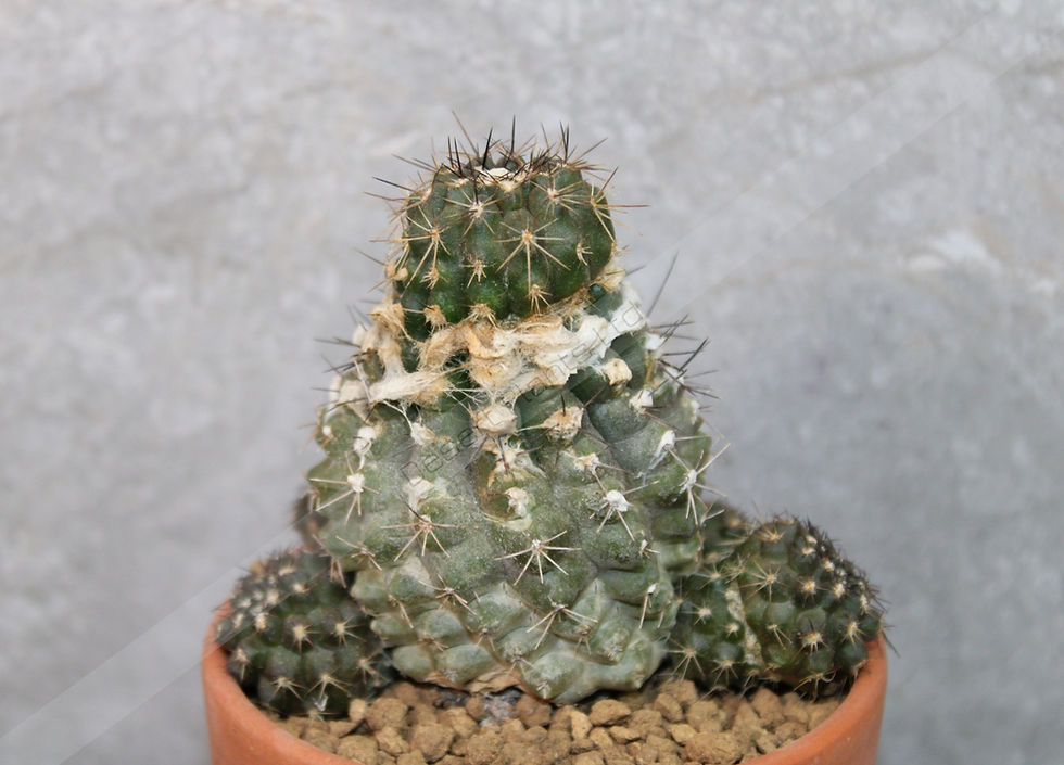 Thumbnail: Copiapoa mollicula