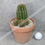 Thumbnail: Trichocereus Katie Ann