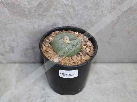hay cactus Hay Wall Green Cactus Western Architecture Backdrop main image 1