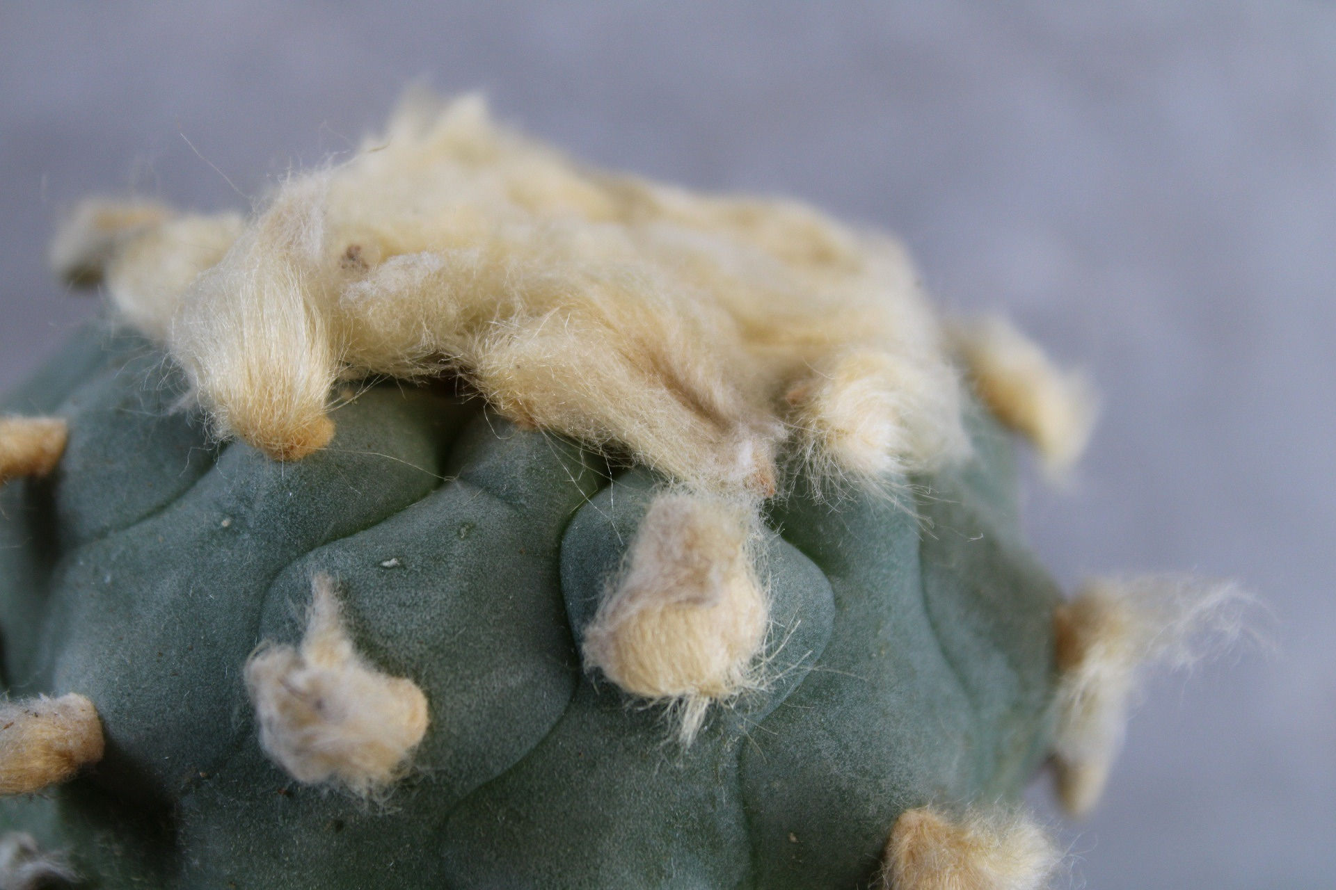 cactuses for sale uk