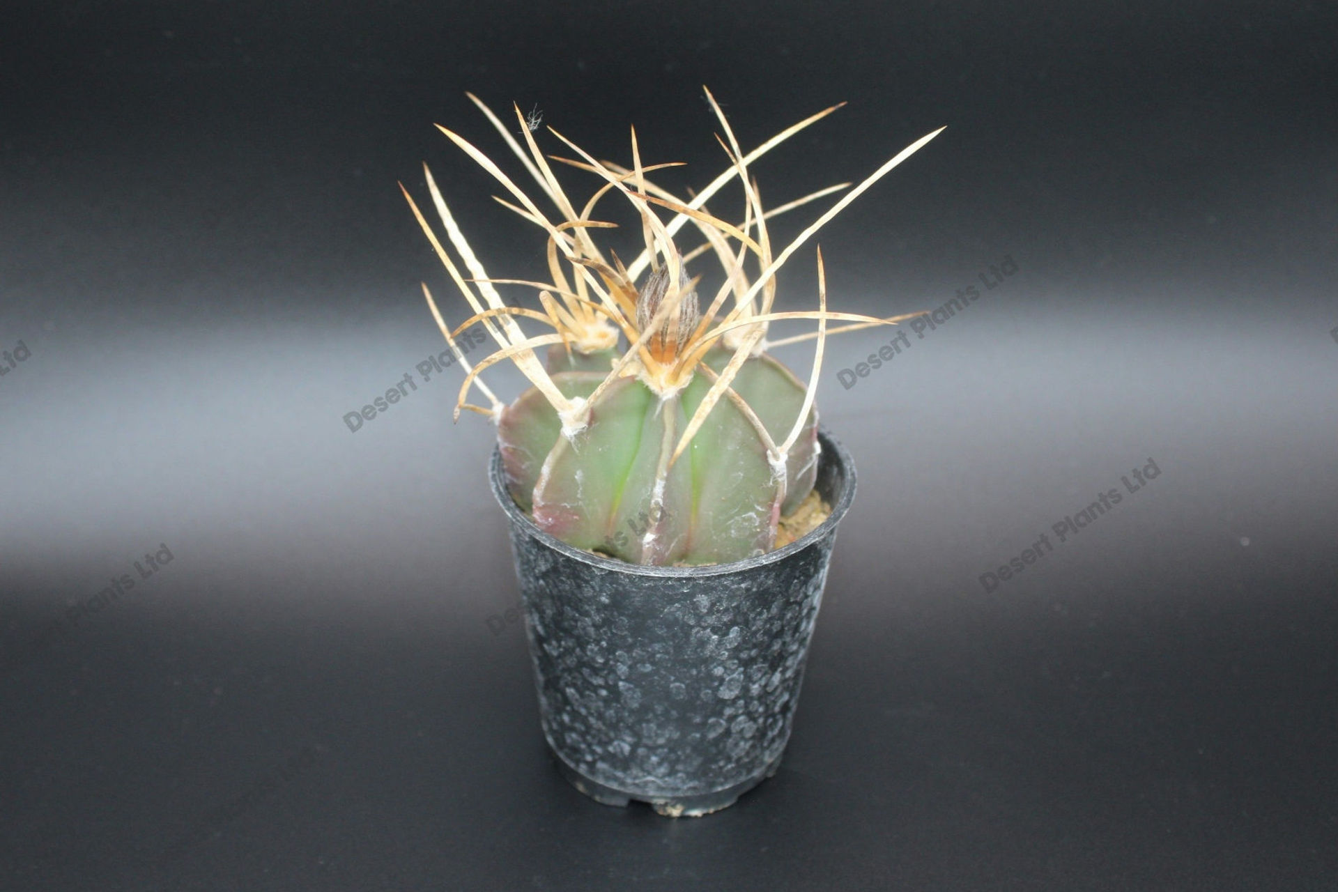 Astrophytum crassispinum *