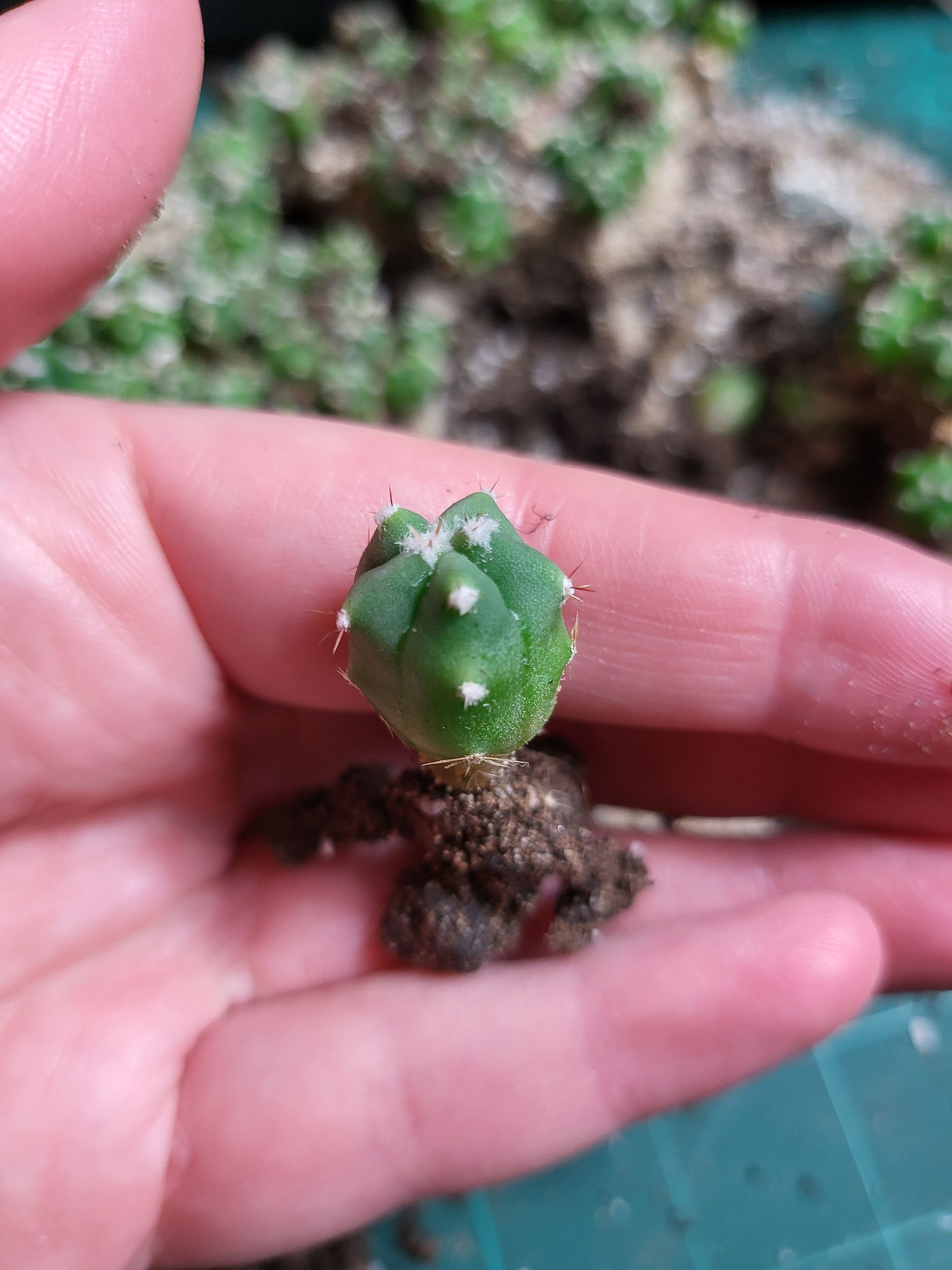 Cactaceae cactus