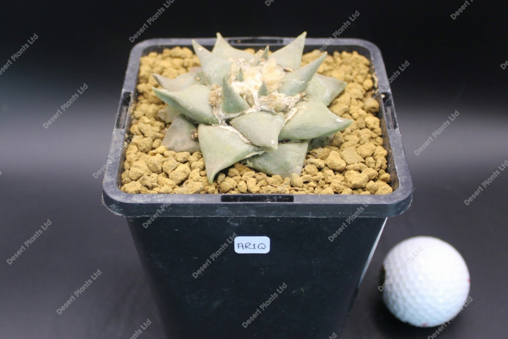 Ariocarpus Retusus
