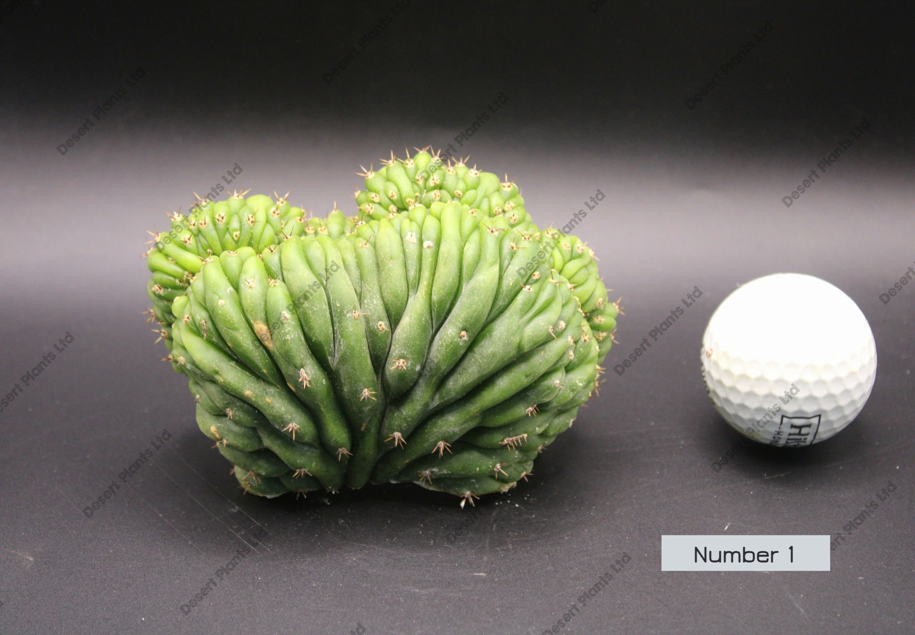 Trichocereus Pachanoi Crested - Unrooted cutting
