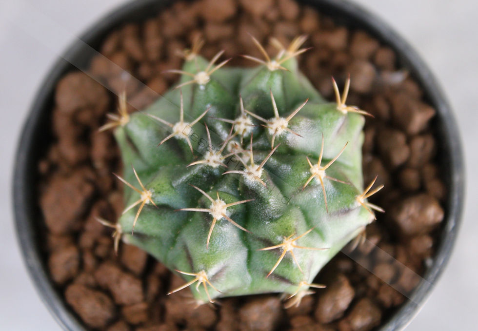 Thumbnail: Gymnocalycium Mihanovichii variegate seedling