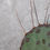 Thumbnail: Opuntia phaeacantha