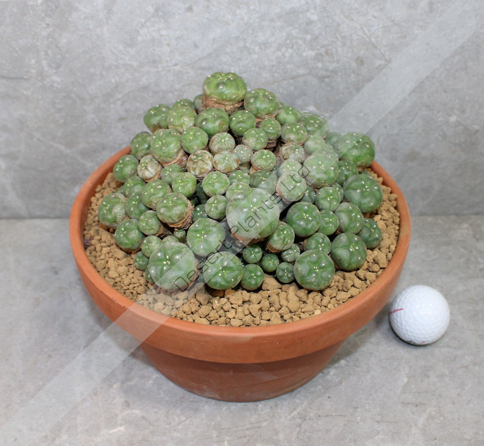 Lophophora Williamsii Caespitosa mature peyote cactus UK in terracotta pot
