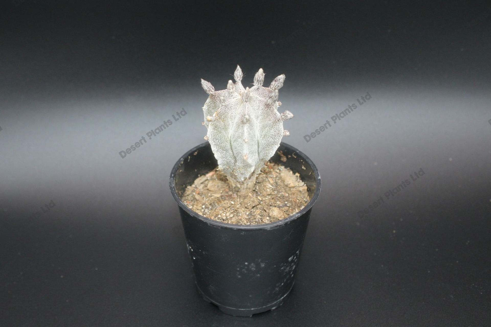 Astrophytum myriostigma minima *