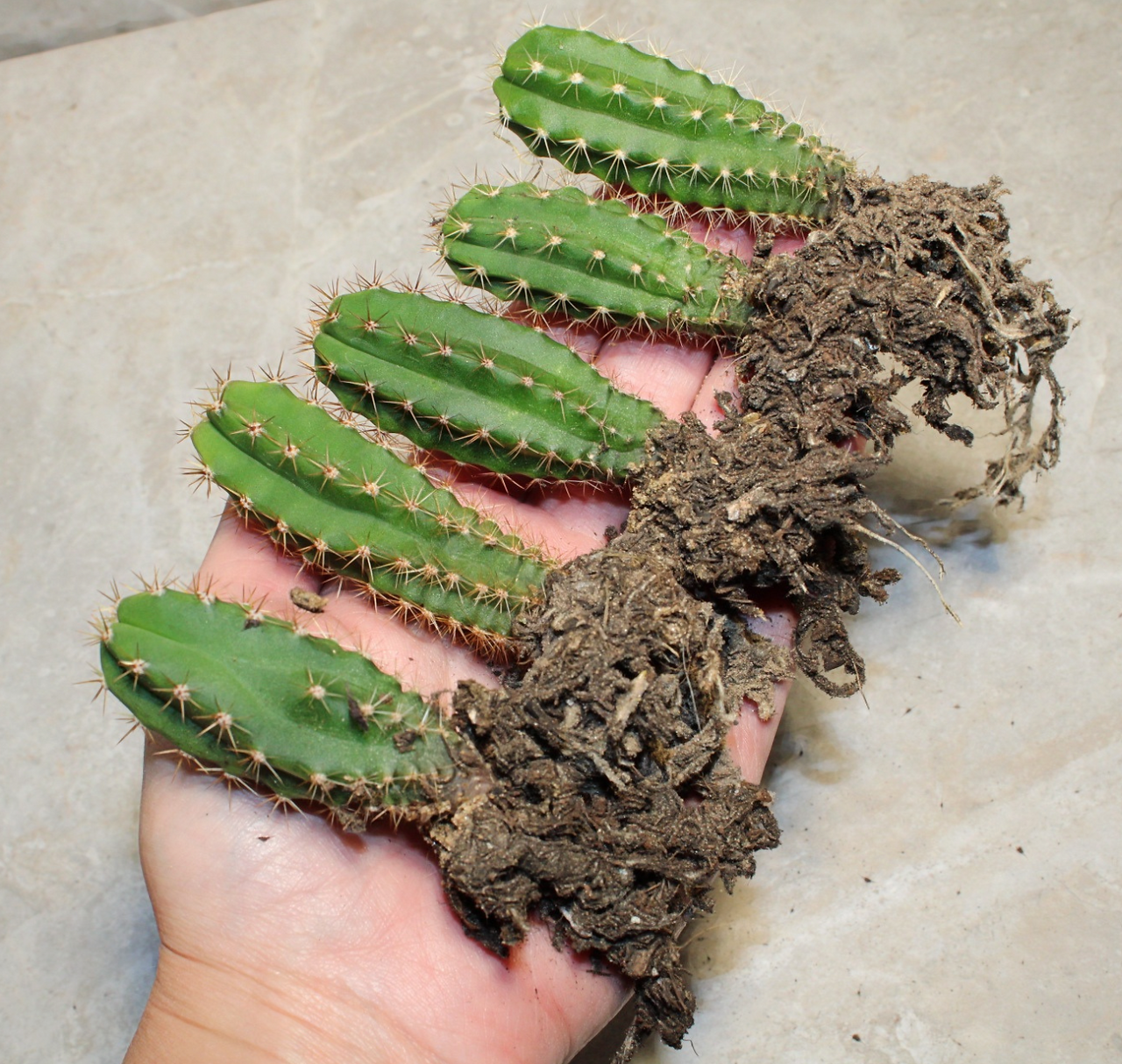 Cactaceae cactus