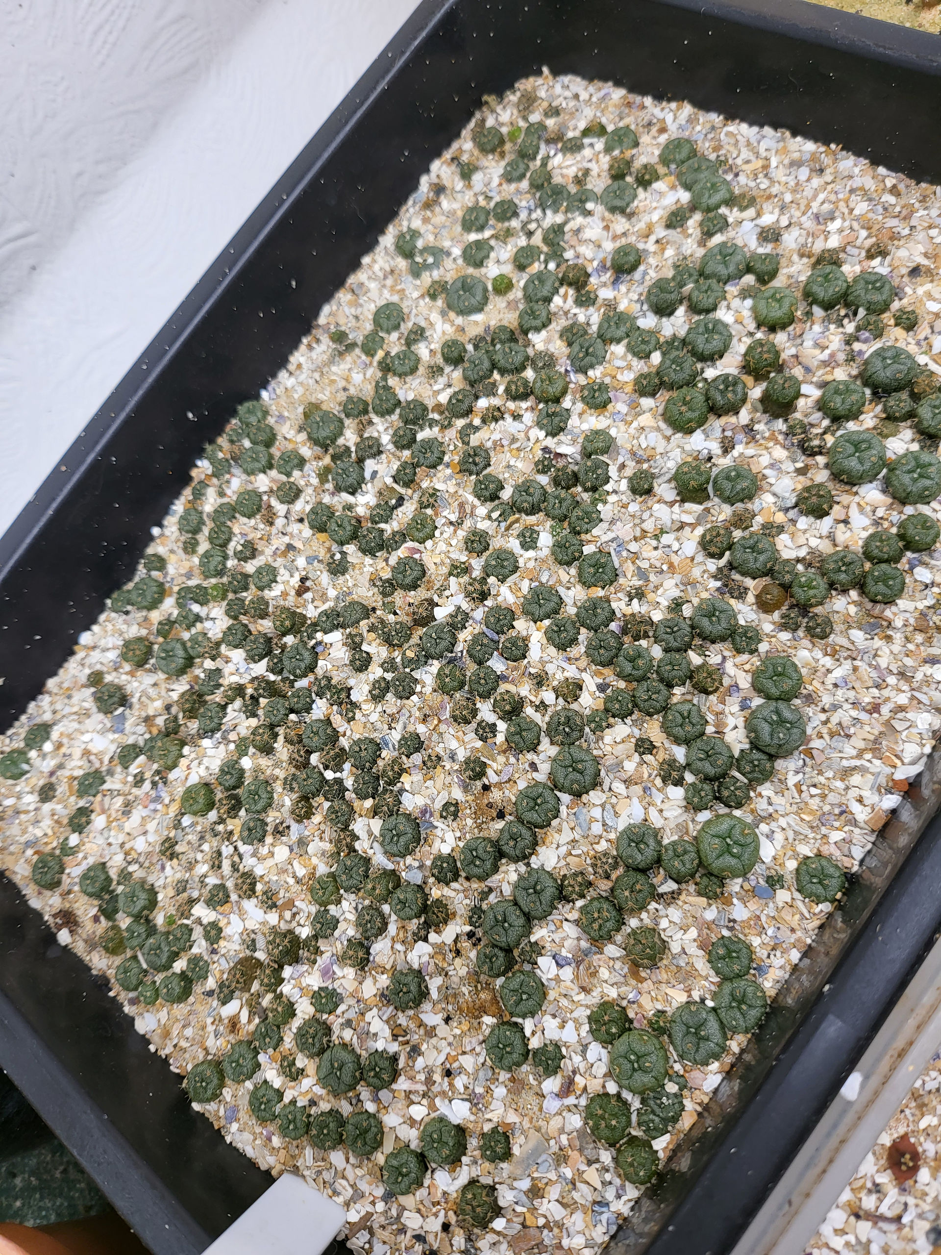 Cactaceae cactus