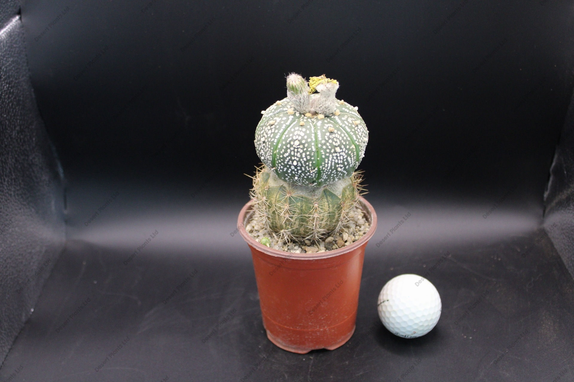 Astrophytum asterias Superkabuto (grafted permanent root stock Echinopsis)