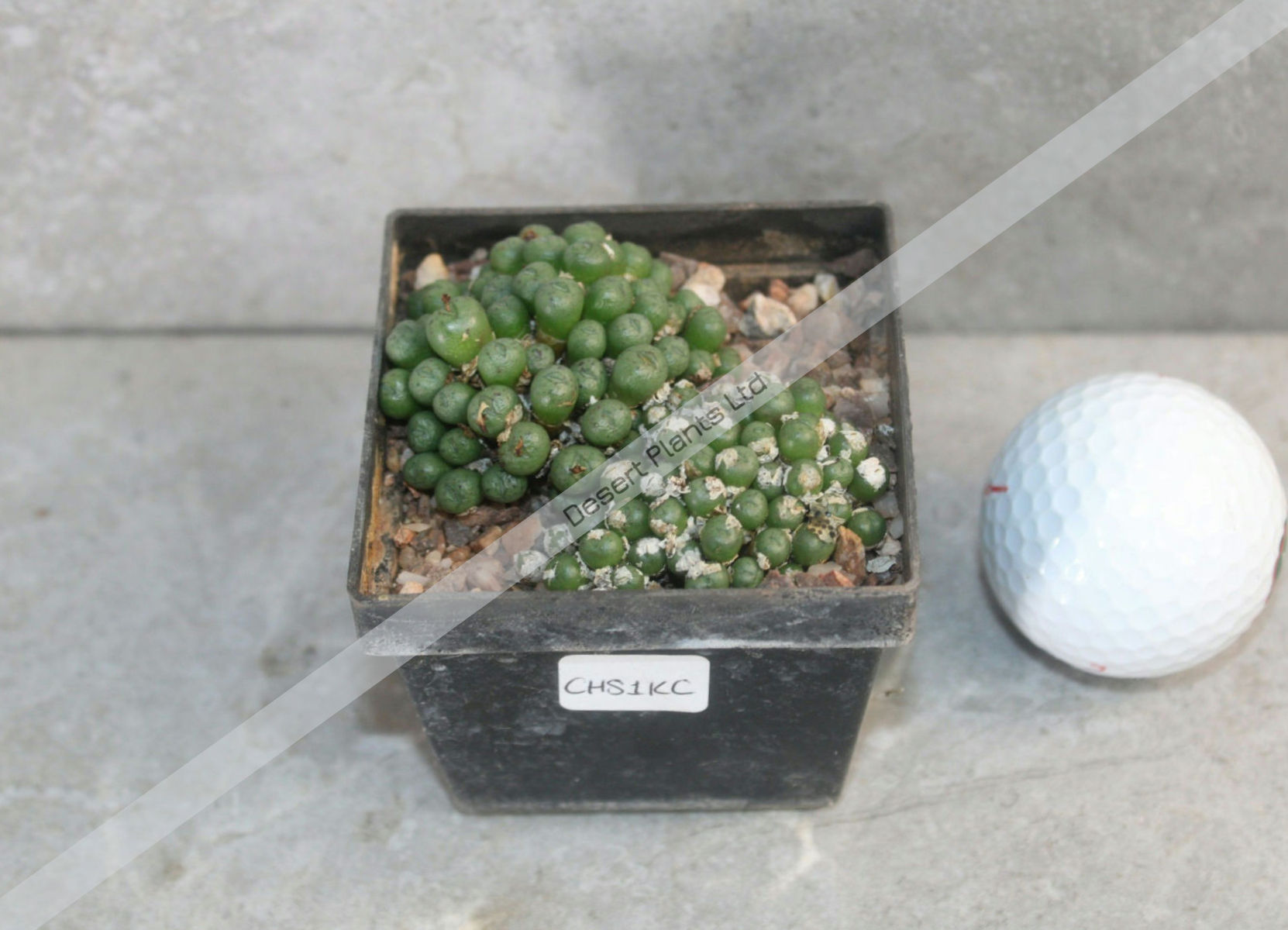 Conophytum hyracis