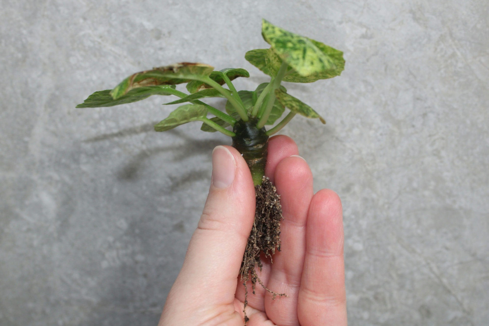 Dorstenia foetida seedling