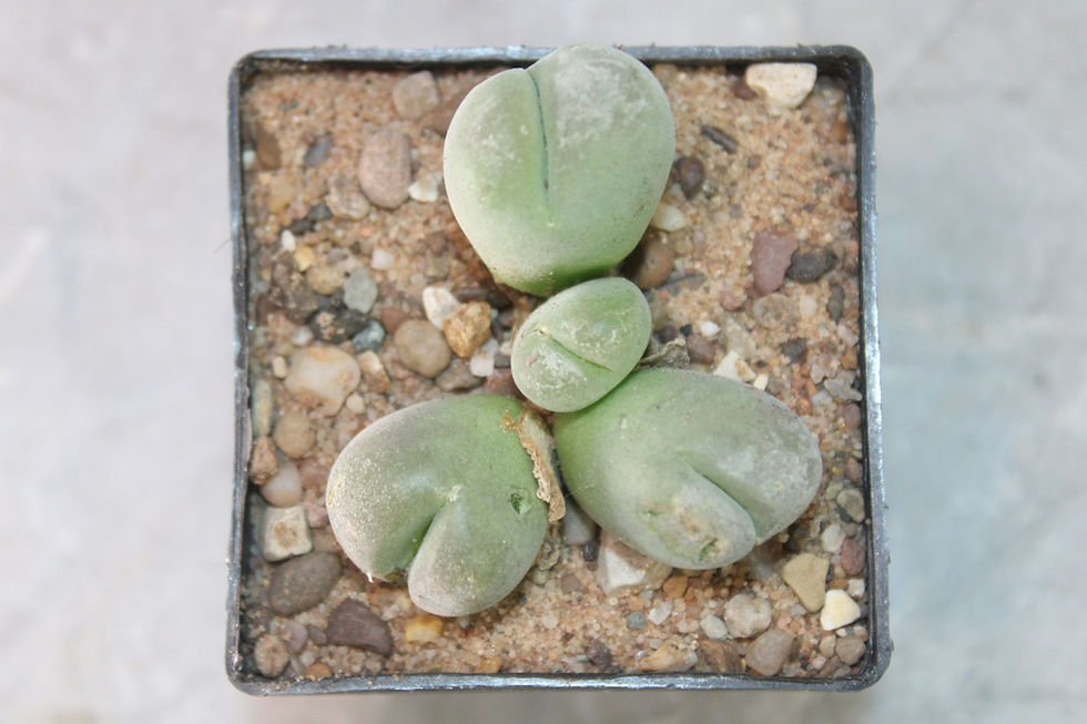 Thumbnail: Gibbaeum nebrownii (Imitaria muiri