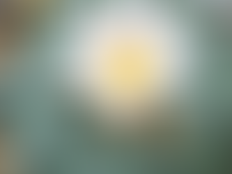 Peyote Cactus for Sale: Authentic Lophophora Williamsii Available Now