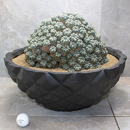 juniperus chinensis bonsai kaufen Bonsai Juniperus chinensis Itoigawa  Bonsai winkel