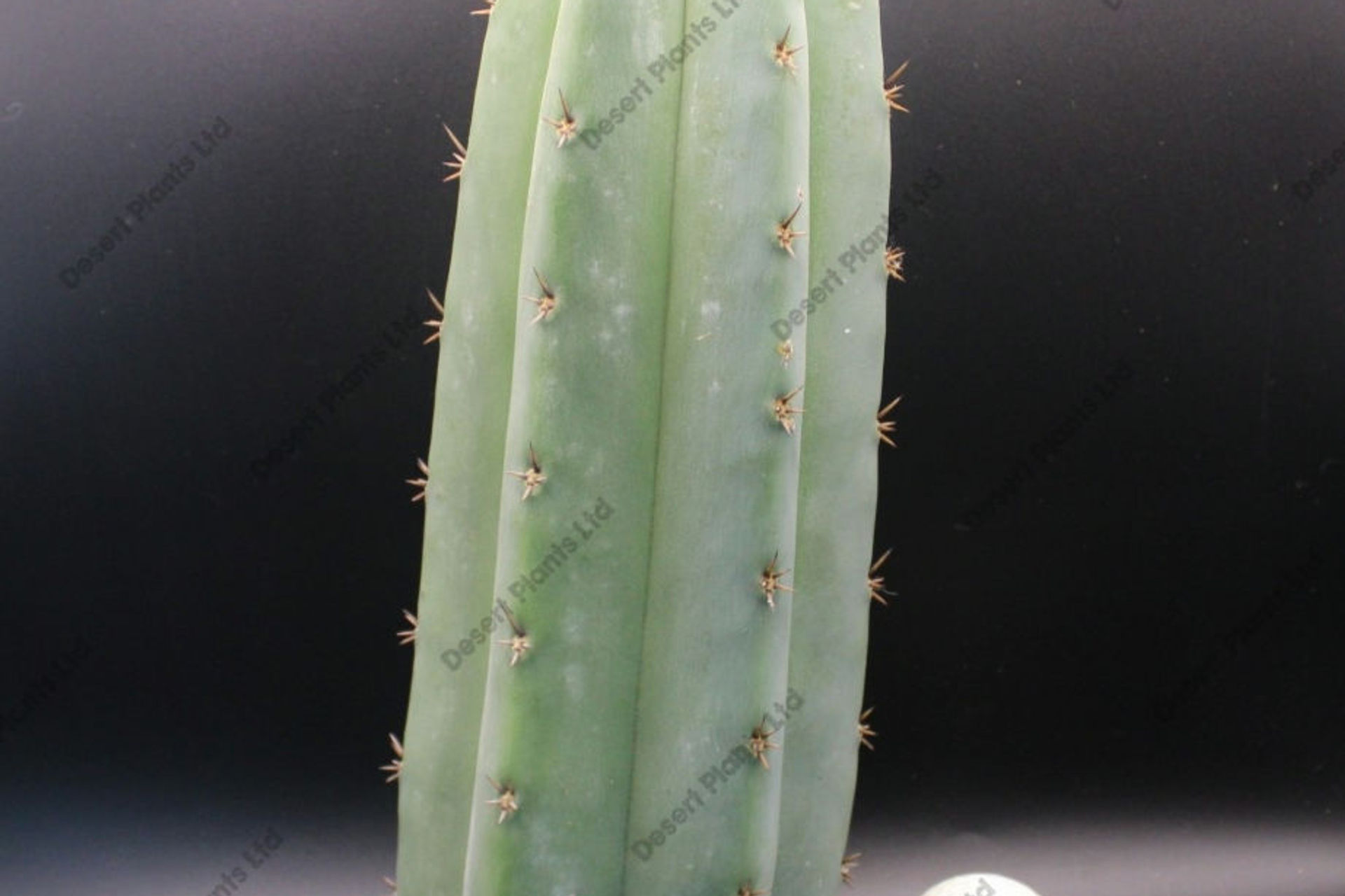 Trichocereus pachanoi sp. Griseus Cutting