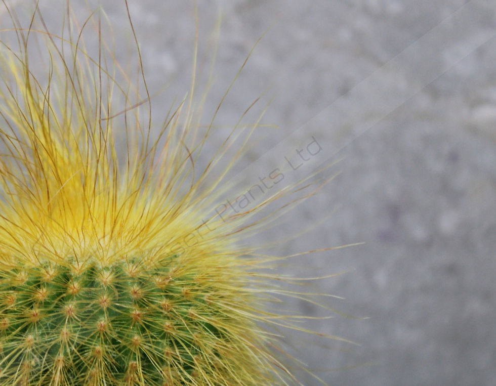 Thumbnail: Notocactus leninghausii