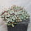 Thumbnail: Conophytum uviforme v. clarum
