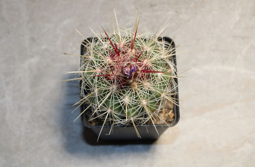 Thumbnail: Thelocactus Bicolor SSP Bolaensis