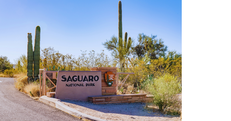 How long do cacti live?