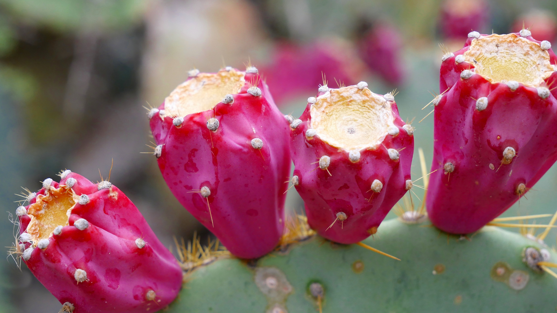 Where cactus fruit come from?