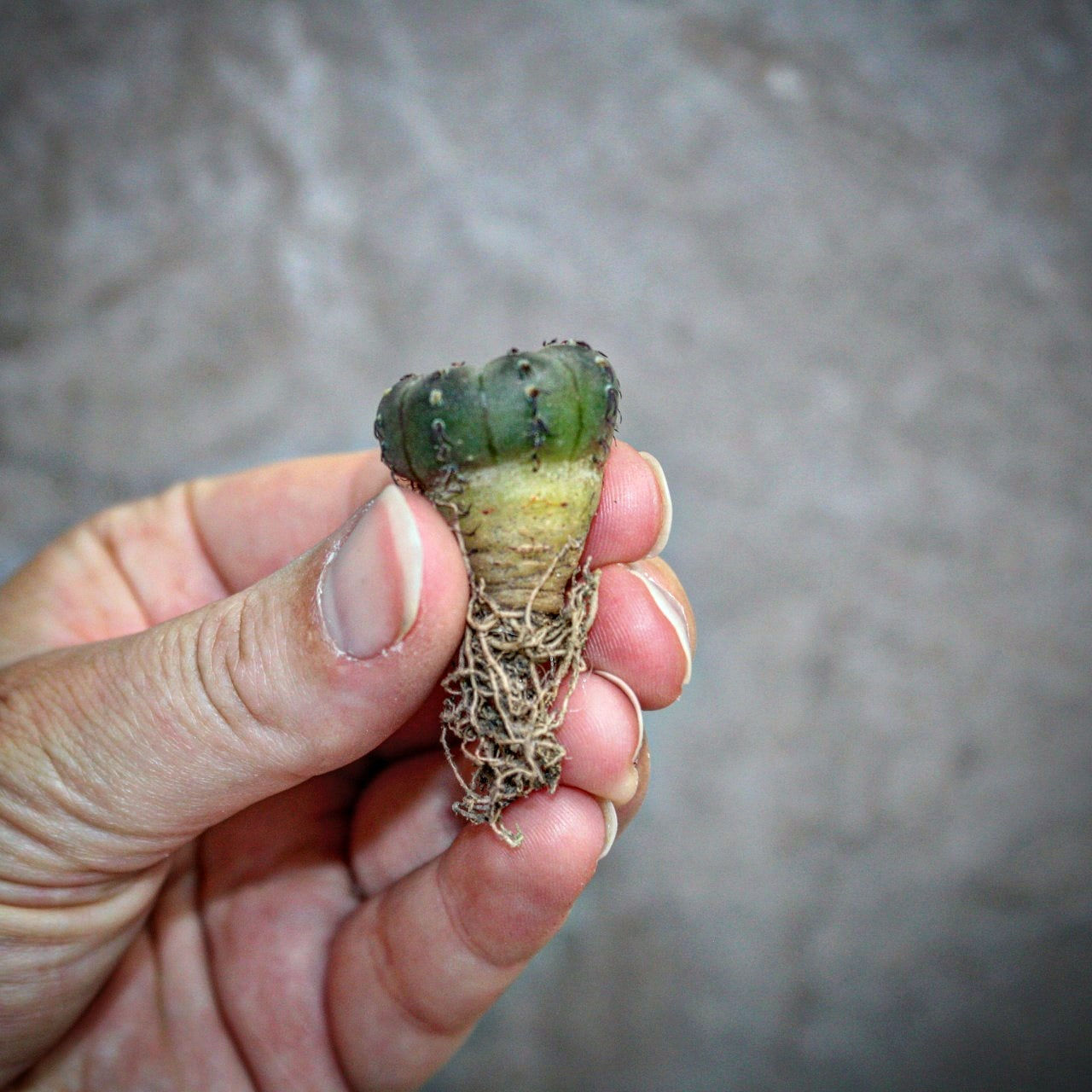 Cactaceae cactus for sale