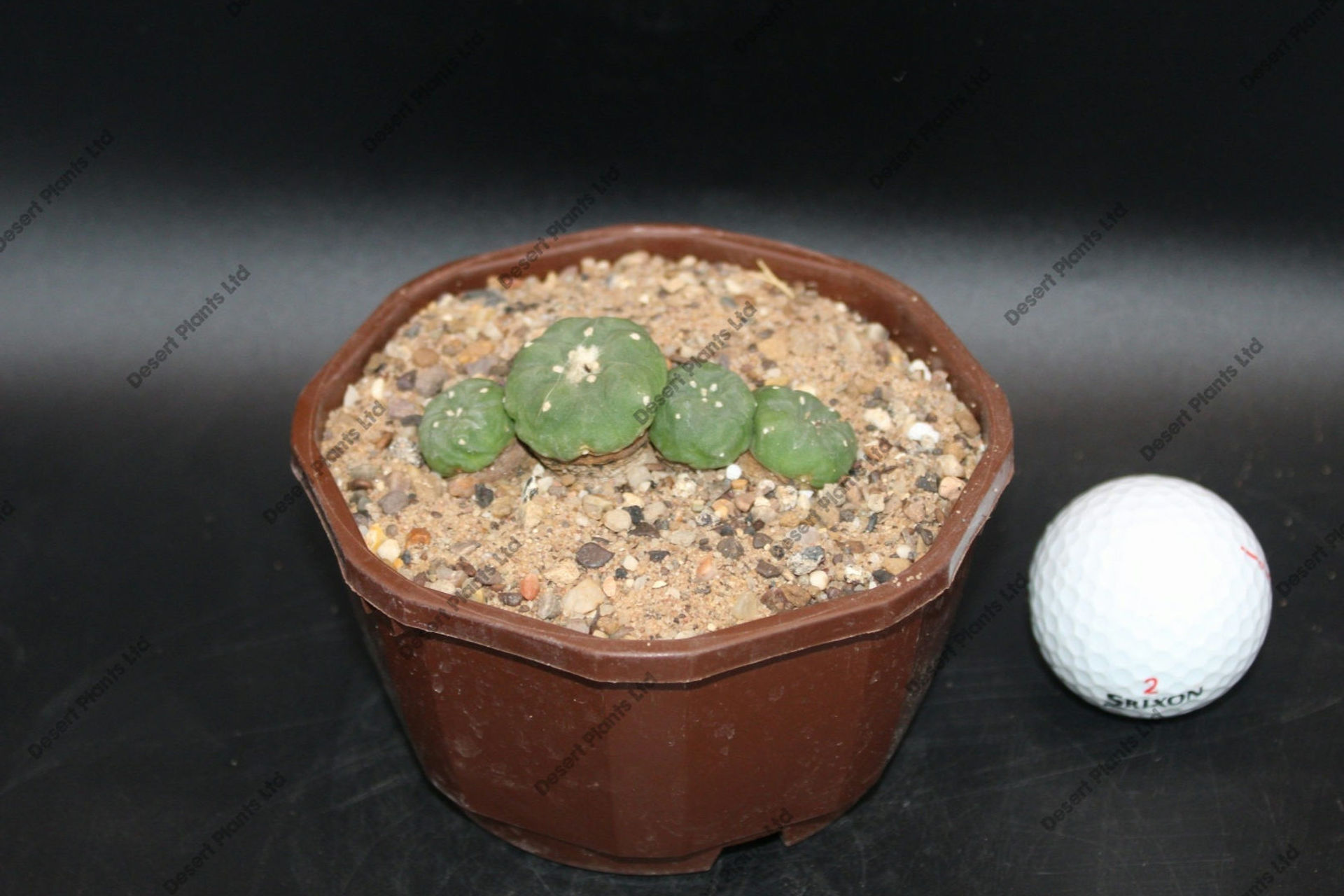 Lophophora koehresii cluster
