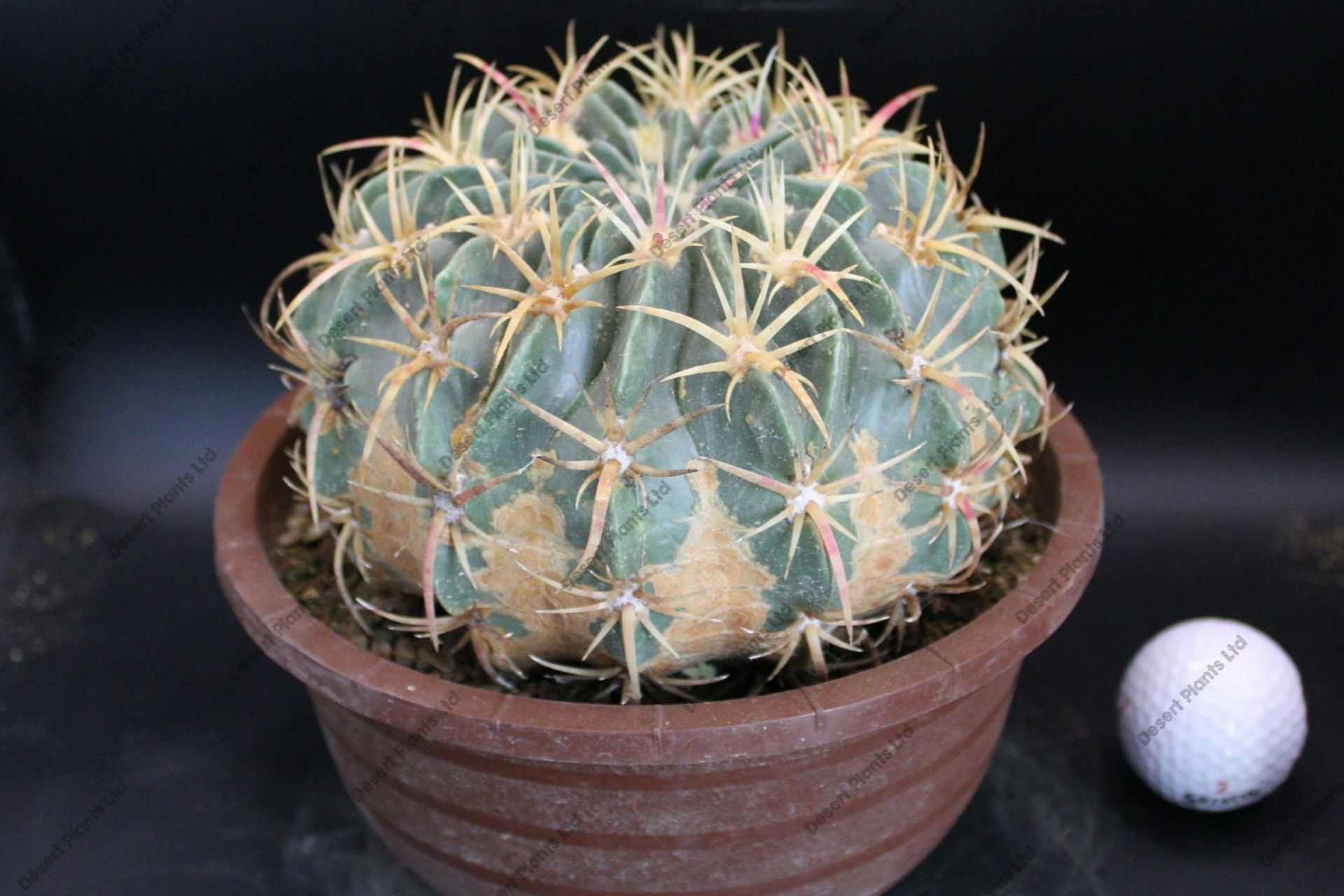 Ferocactus macrodiscus var. multiflorus