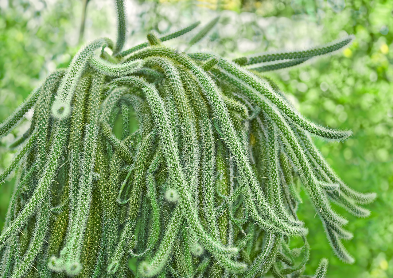 cacti plants