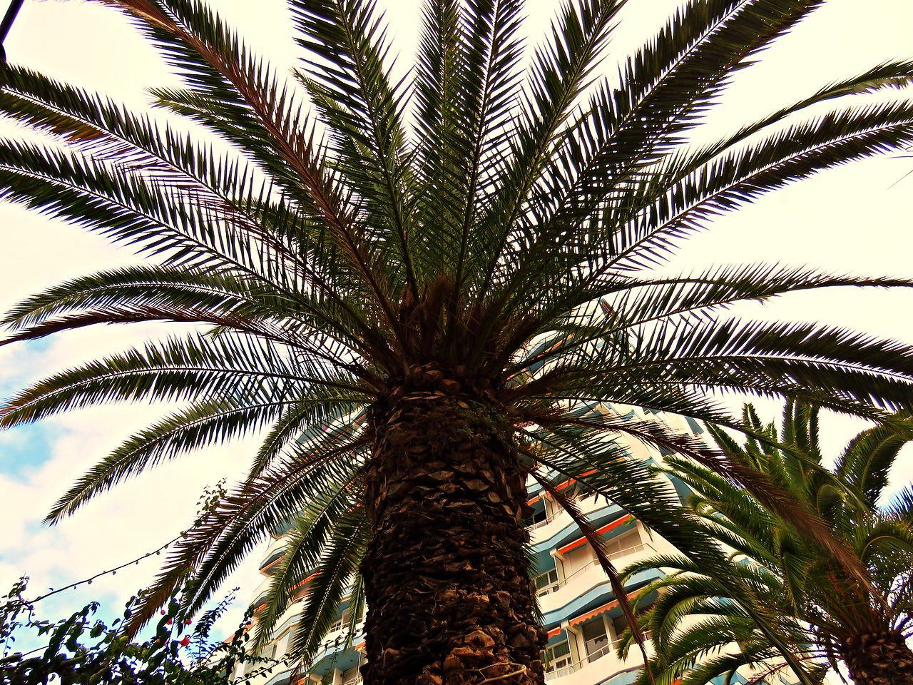 Tenerife