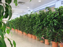 FICUS BENJAMIN