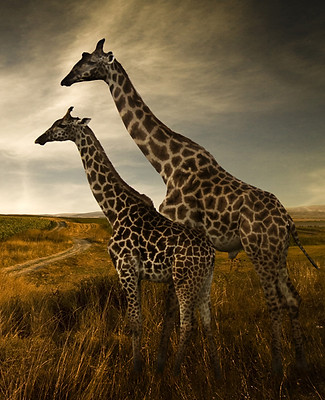 Giraffes