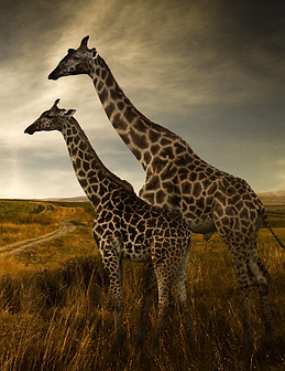 Giraffes