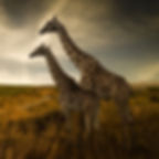 Giraffes