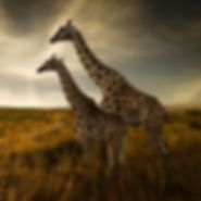 Luxury safaris
