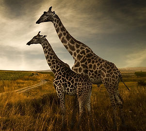 Giraffes