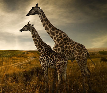 DHLK Educational Trust