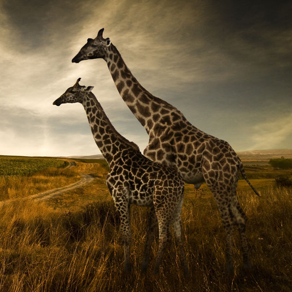 Giraffes at Sunset