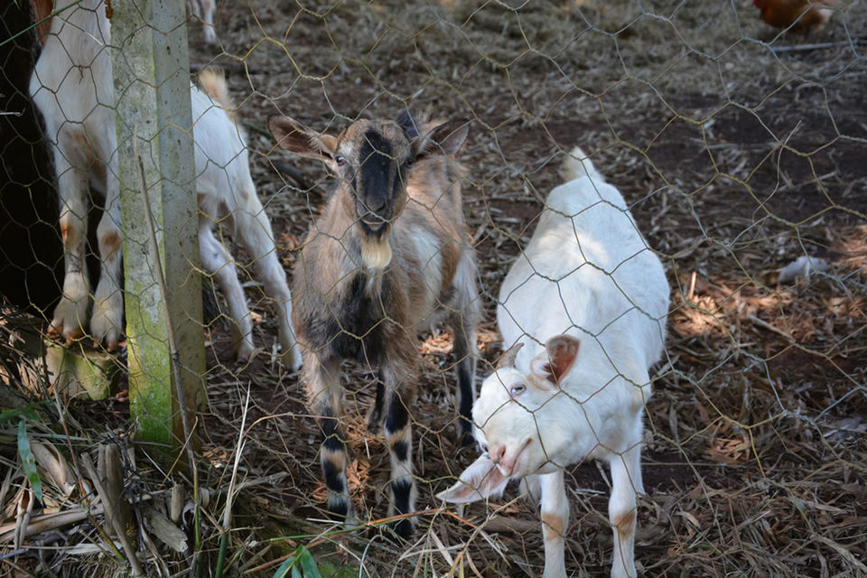 Cabras e cabritos (151).jpg